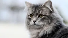 8 interessante Katzenrassen, die für Anfänger wohl kaum geeignet sind