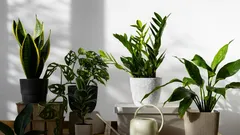 Die 10 widerstandsfähigsten Zimmerpflanzen: Die richtige Wahl für Vergessliche und Vielbeschäftigte